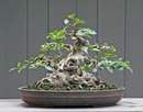 Ficus Microcarpa (Bonsai)